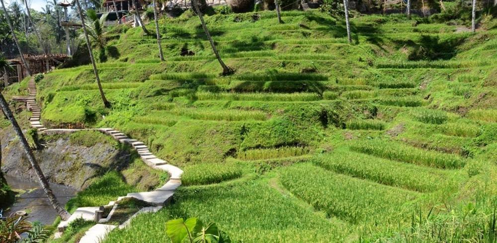 Villa Amrita Убуд Экстерьер фото